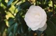 Camellia japonica 'Imbricata alba'