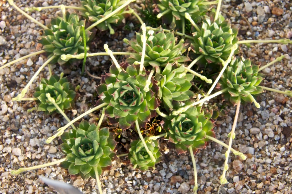 Sempervivum altum