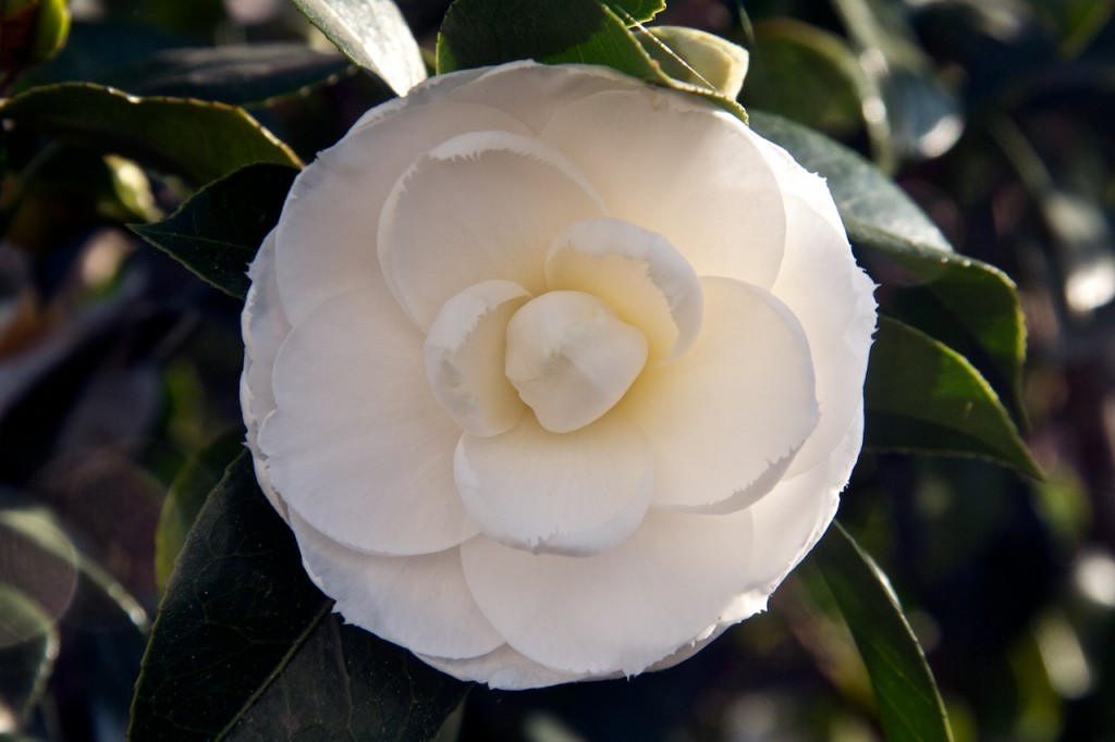 Camellia japonica 'Imbricata alba'