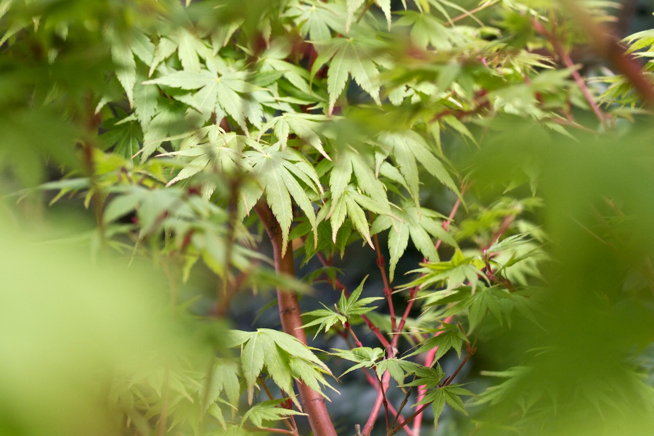 Acer Palmatum Sango Kaku Quinta Do Sarga Al