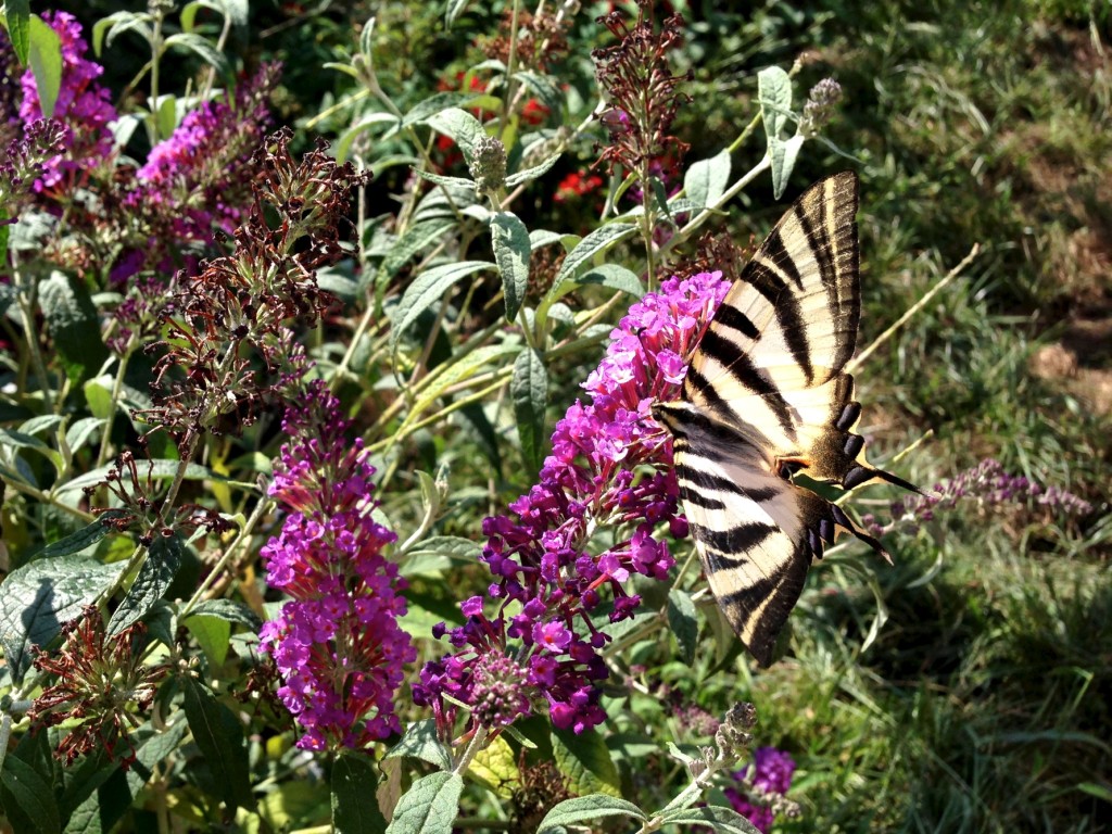 Borboleta zebra