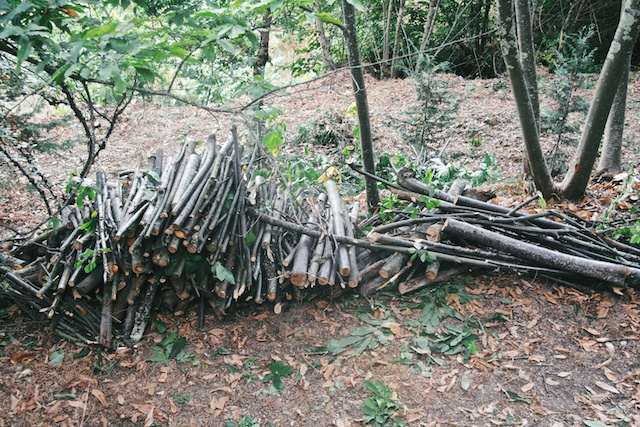 Troncos acumulados perto da entrada