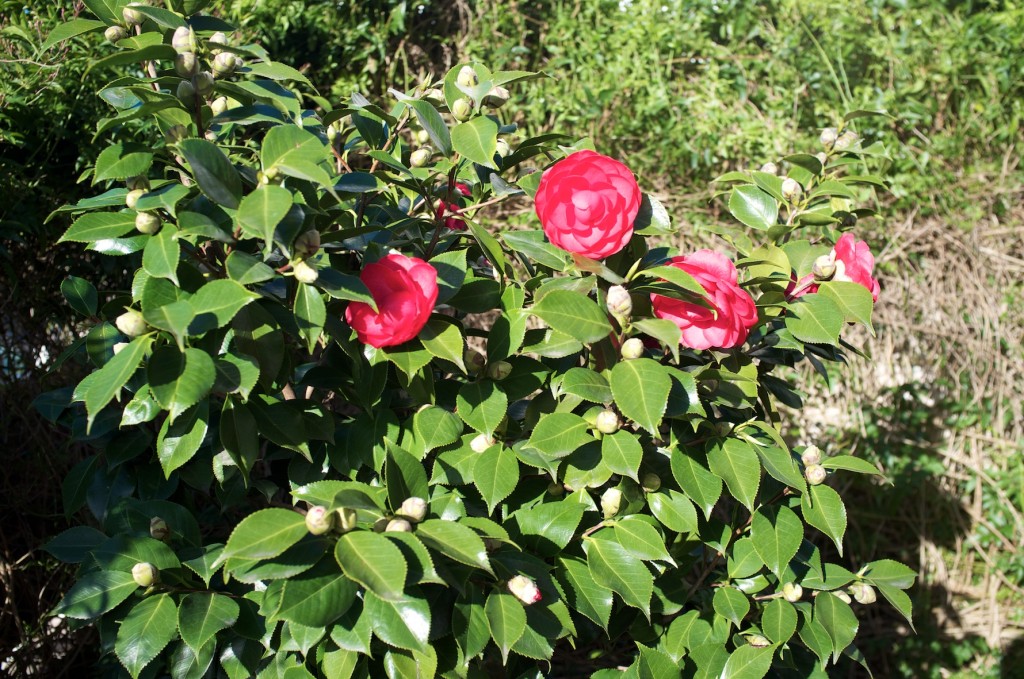 Camelia japonica 'Eugénia de Montijo'