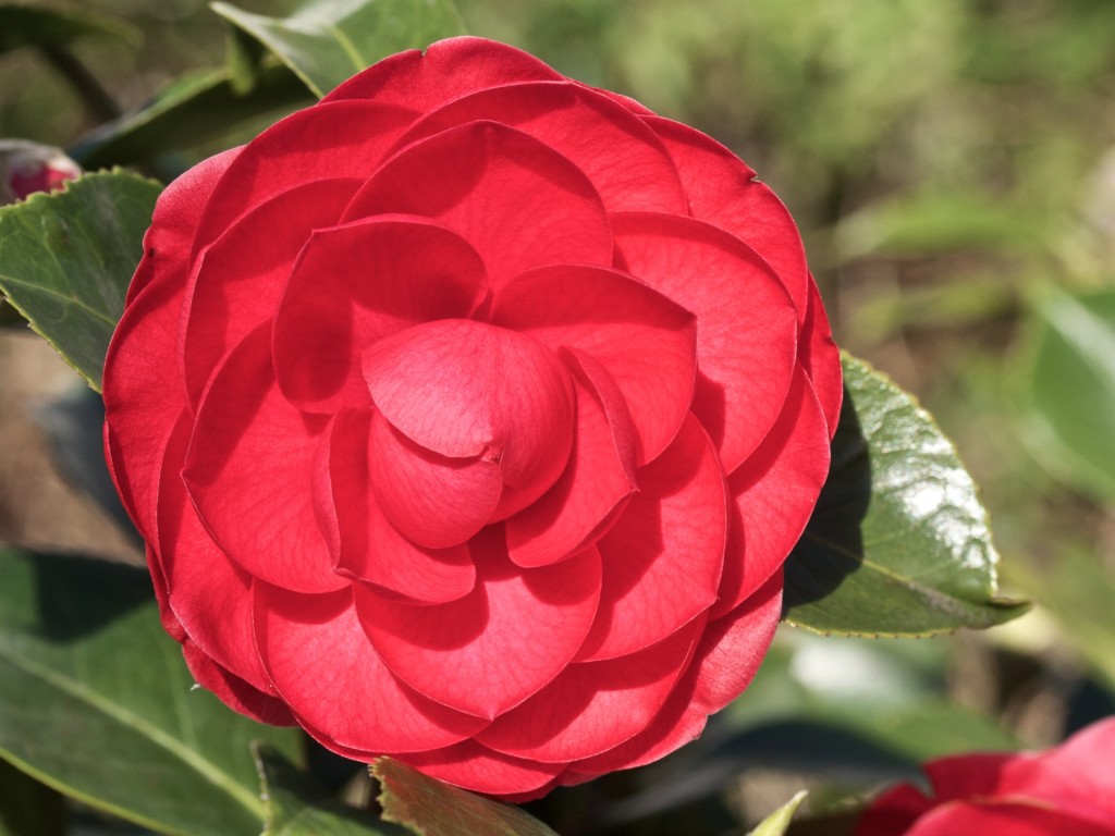 Camellia japonica 'Eugénia de Montijo'