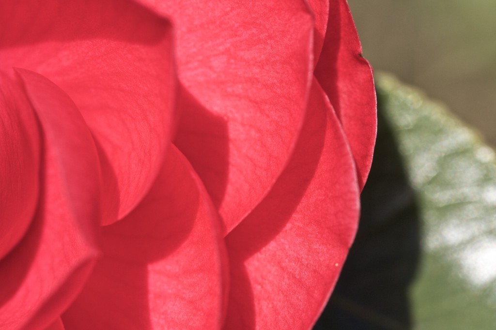 Camellia japonica 'Eugénia de Montijo'.