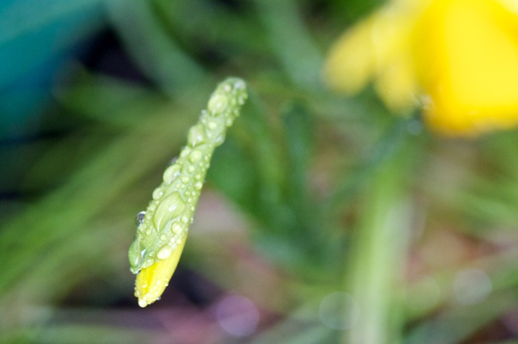 Narciso amarelo.