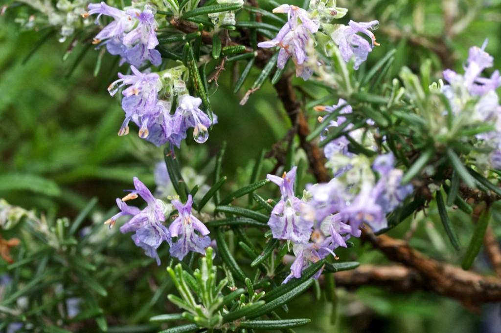 Alecrim, Rosmarinus officinalis