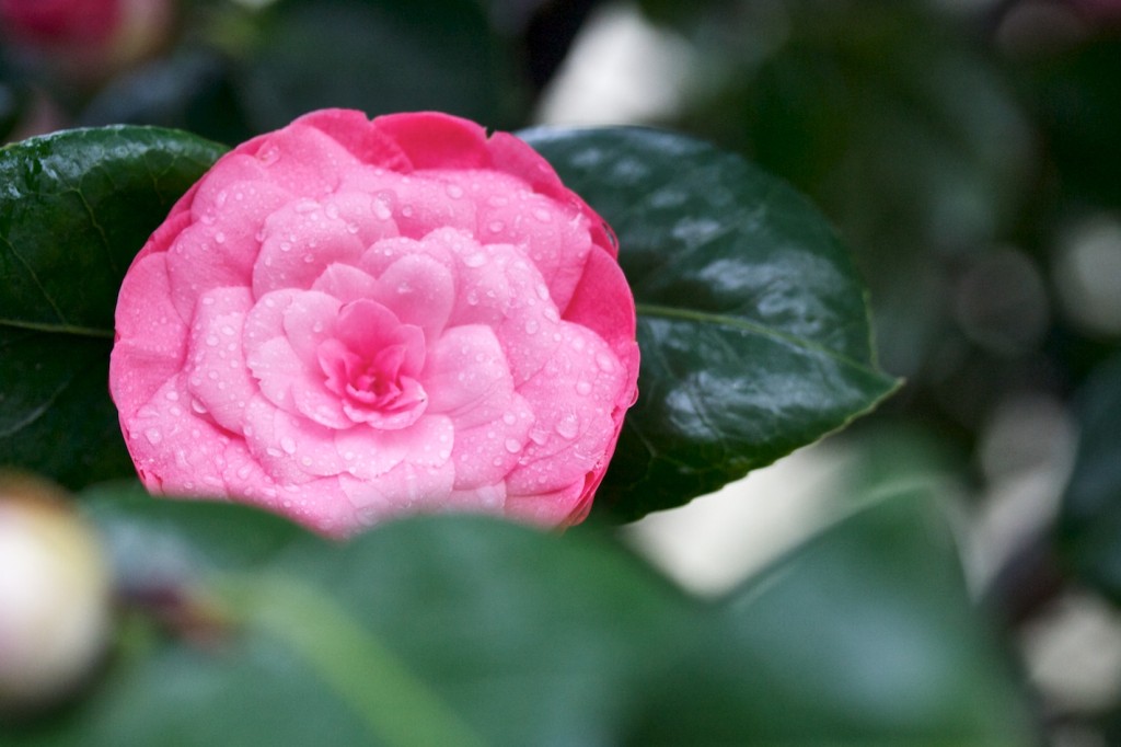 Camélia, Camellia japonica