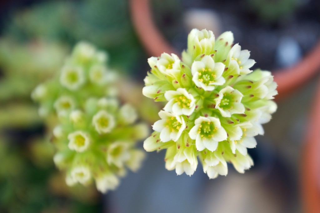 Jovibarba heufelli Subsp. Glabra de Anthoborio