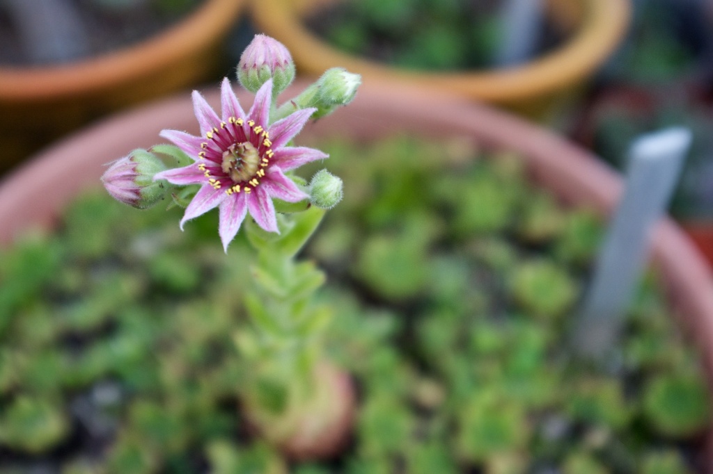 Sempervivum altum