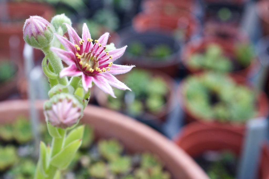 Sempervivum altum