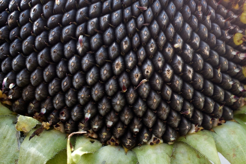 Girassol, Helianthus annuus 'Giganteus'