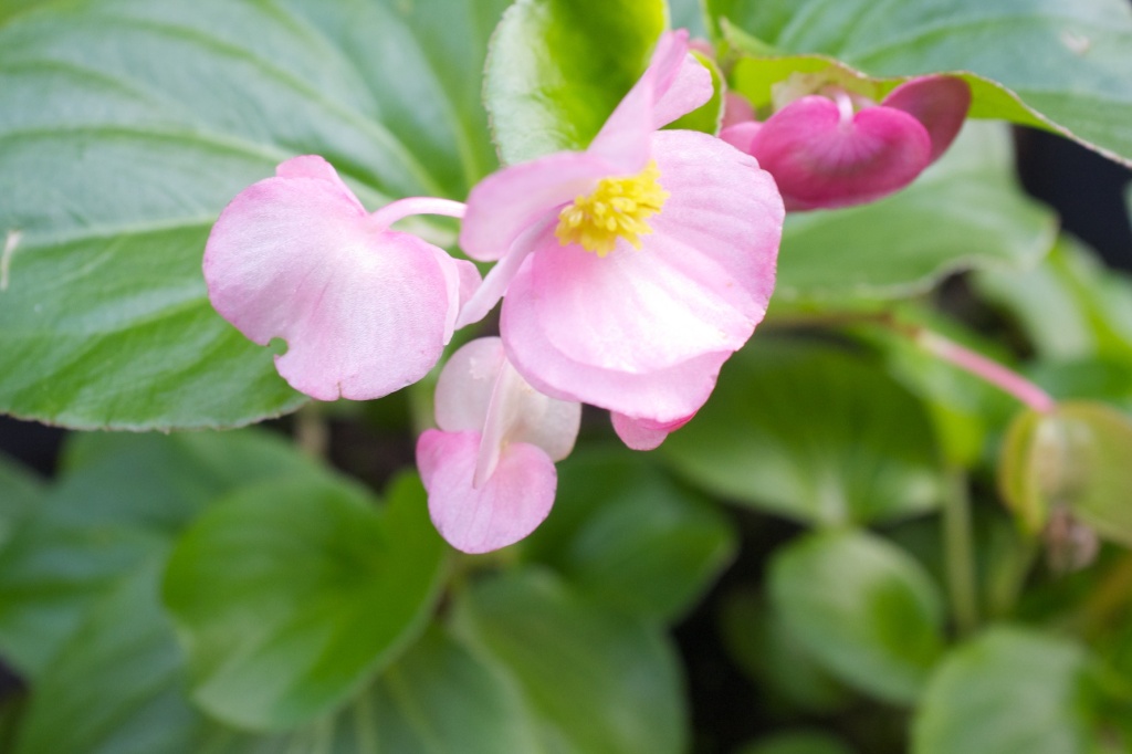 Planta não identificada