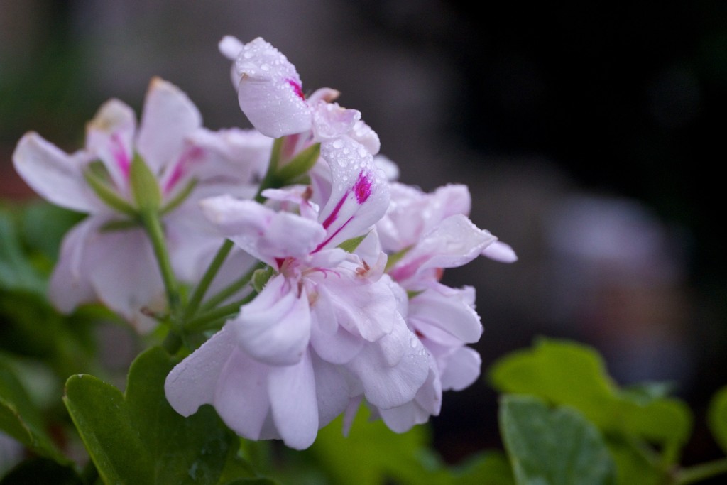 Sardinheira, Pelargonium