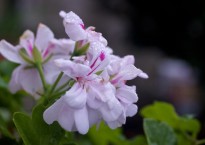 Sardinheira, Pelargonium