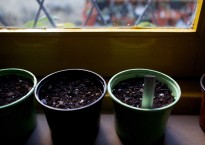 Sementeiras à janela