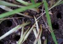 Buracos nas frésias