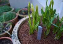 Narcisos, Narcissus 'Têtê-à-têtê'