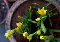 Narcisos, Narcissus 'Têtê-à-têtê'