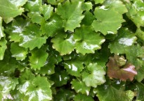 Planta para identificar