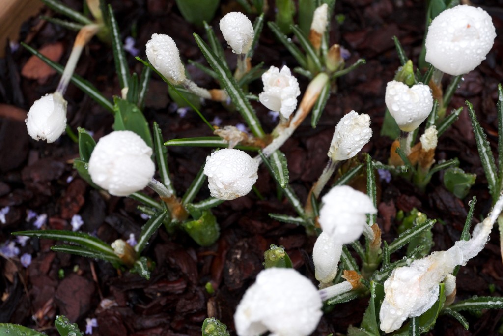 Crocus vernus ‘Jeanne d’Arc’