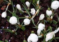Crocus vernus ‘Jeanne d’Arc’