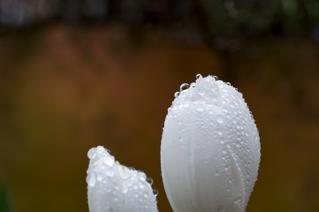 Crocus vernus ‘Jeanne d’Arc’.