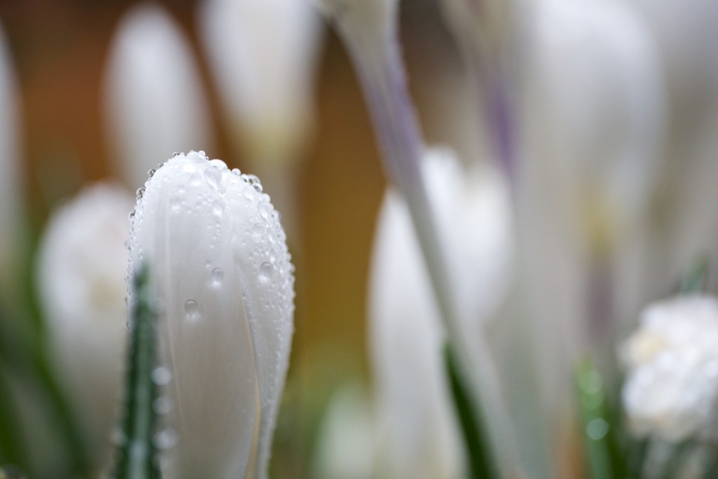 Crocus vernus ‘Jeanne d’Arc’.