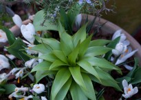 Fritillaria imperialis ‘Vermelha’