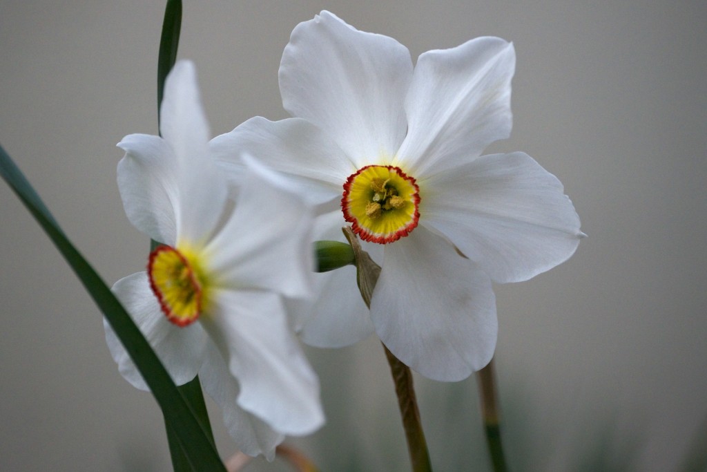 Narciso, Narcissus