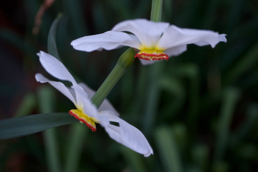 Narciso, Narcissus