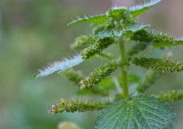 Urtiga, Urtica dioica