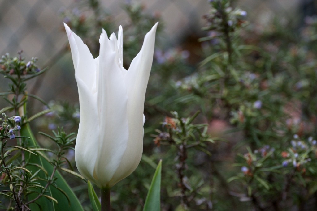 Tulipa ‘White elegance’
