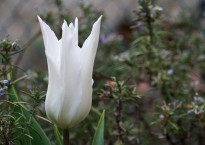 Tulipa ‘White elegance’