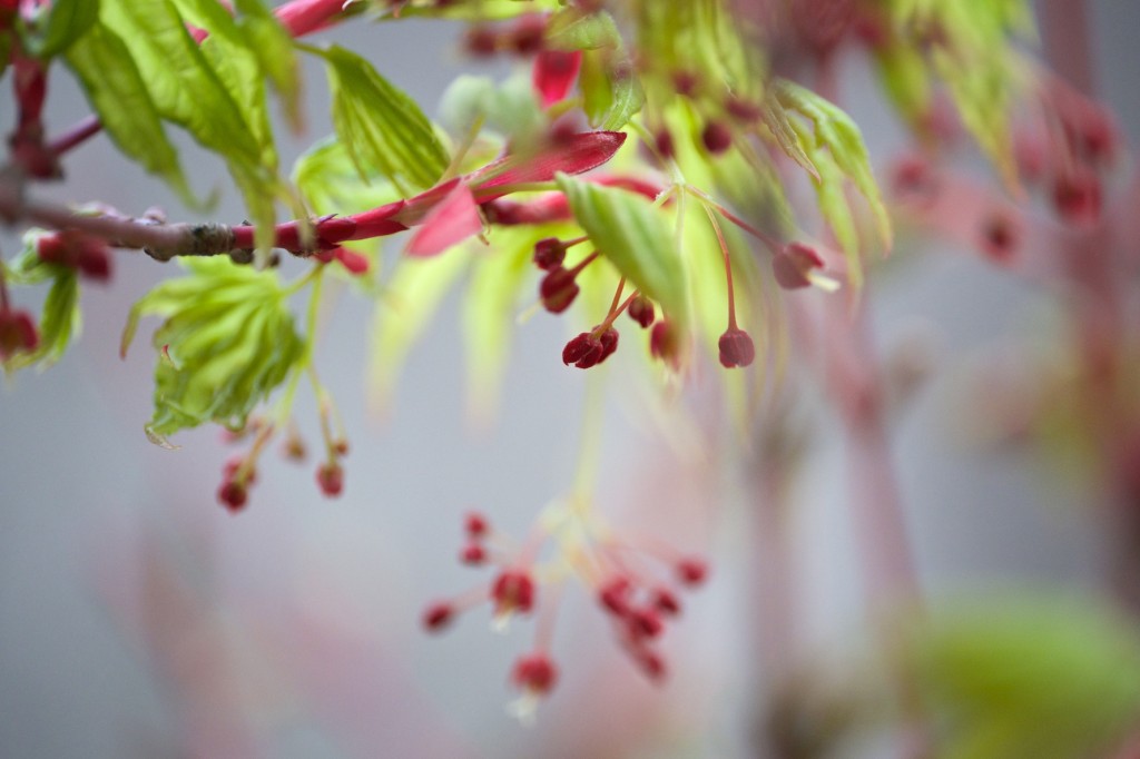 Ácer-japonês, Acer palmatum 'Sango-kaku'