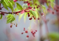 Ácer-japonês, Acer palmatum 'Sango-kaku'
