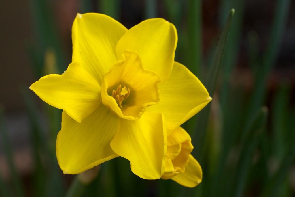 Narciso, Narcissus 'Quail'