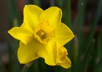 Narciso, Narcissus 'Quail'