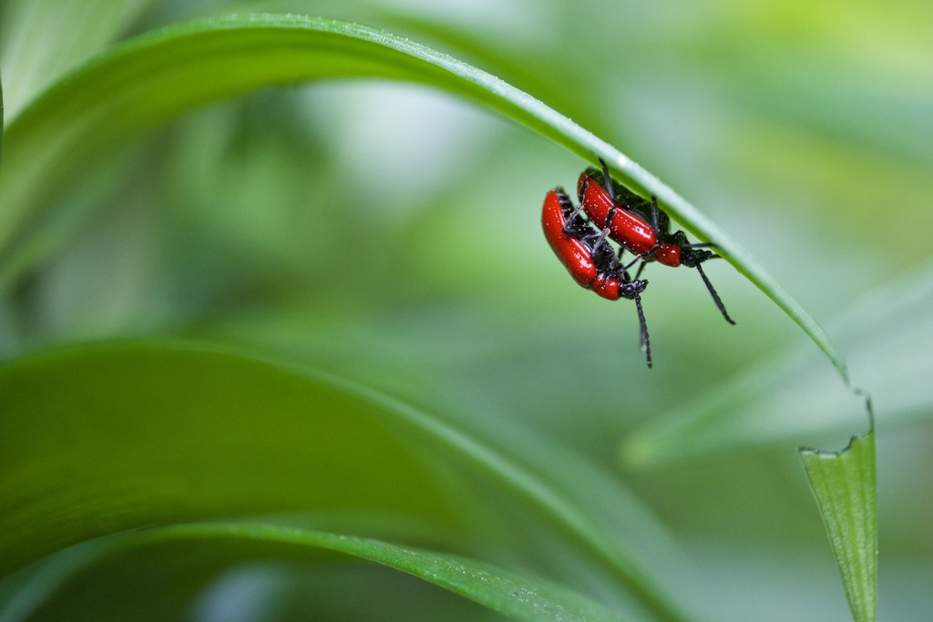 Escaravelho Lilioceris lilii