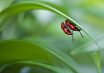 Escaravelho Lilioceris lilii