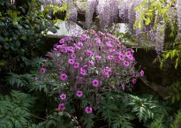 Gerânio-da-Madeira, Geranium maderense