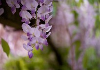 Glicínia, Wisteria sinensis
