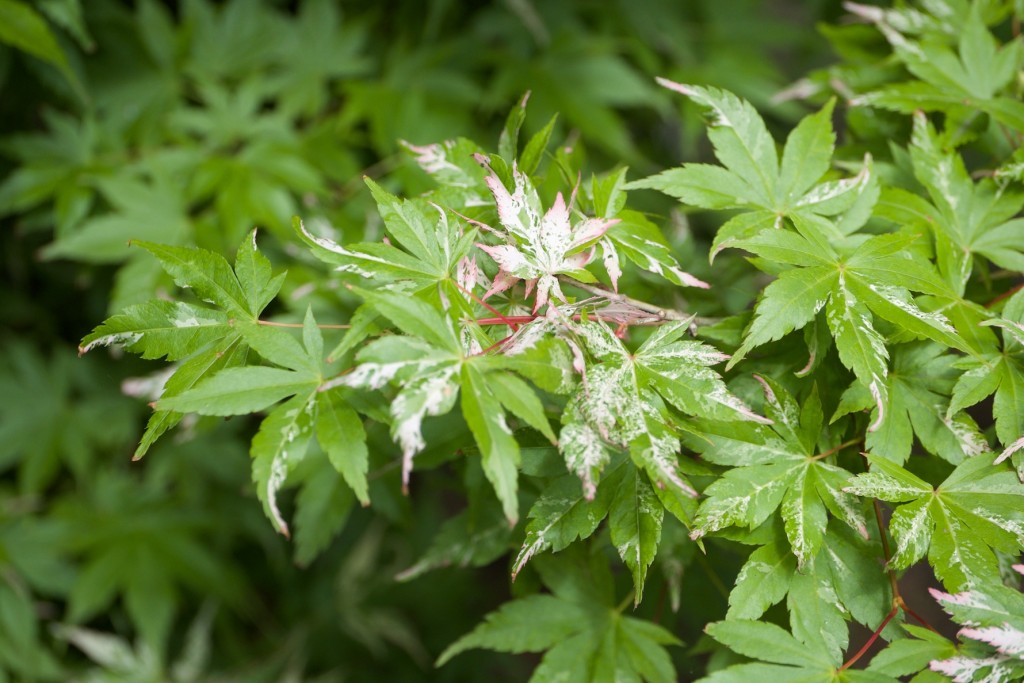 Ácer-do-japão, Acer palmatum ‘Asahi-zuru’