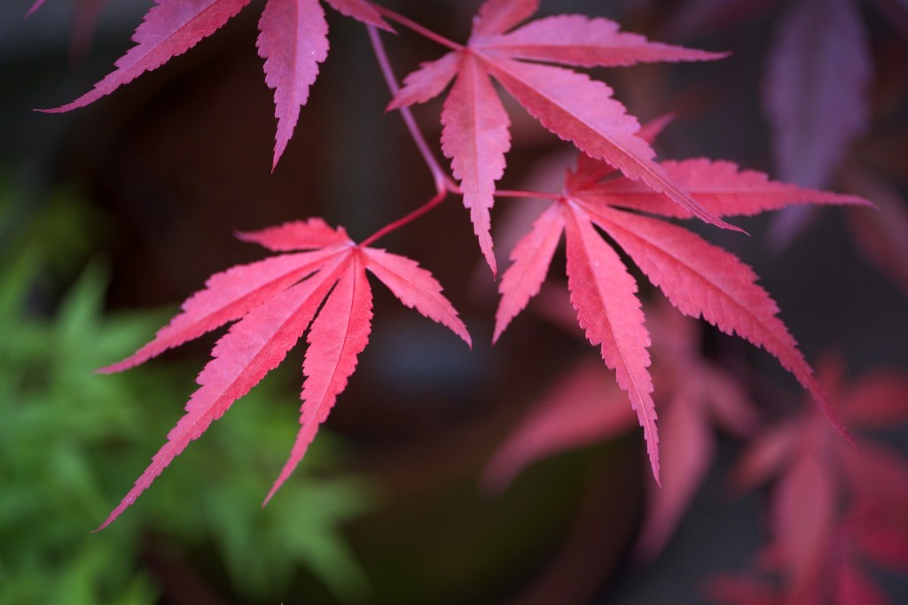 Ácer-do-japão, Acer palmatum ‘Bloodgood’