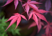 Ácer-do-japão, Acer palmatum ‘Bloodgood’