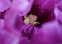 Tulipa ‘Blue parrot’