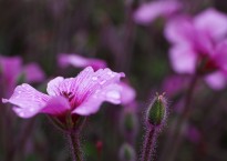Gerânio-da-Madeira, Geranium maderense