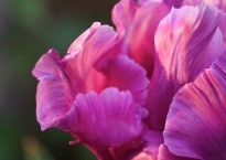 Tulipa ‘Blue parrot’