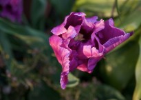 Tulipa ‘Blue parrot’