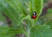 Joaninha nas daninhas